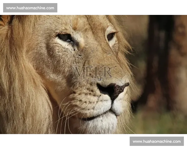 南非雄狮碾压野蛮人队，友谊赛狂揽 35 分创纪录